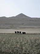 Buffalo on Antelope Island