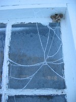 Spiderweb on the white house